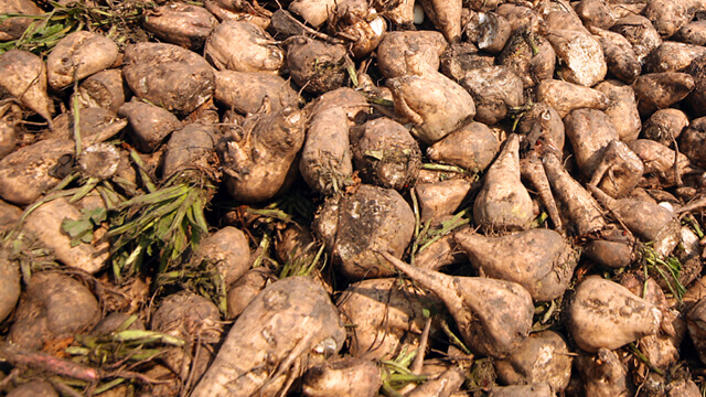 Beet processing 640x360