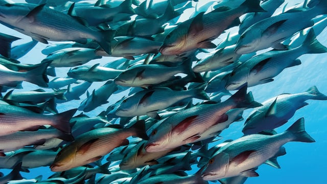Surimi processing 640x360
