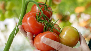 tomatoes 320x180